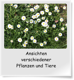 Ansichten verschiedener Pflanzen und Tiere